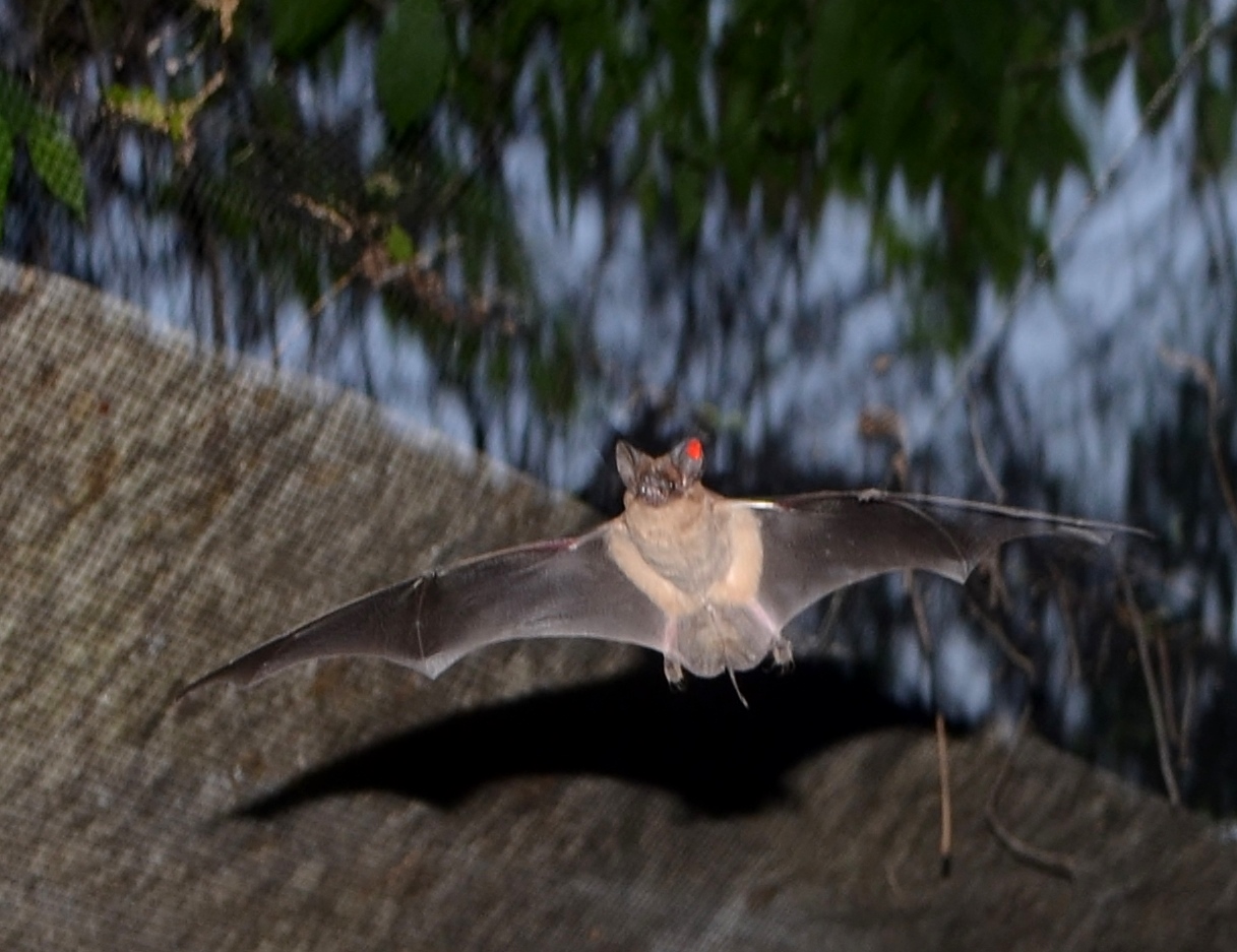 Austin bat rescue refuge rehabilitation