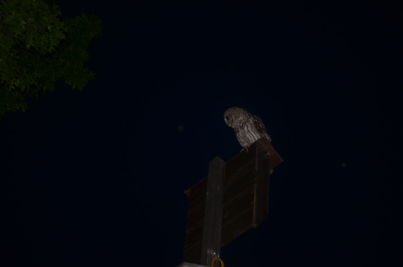 Barred Owl, bat box, Austin  bat, Mexican free-tailed bat