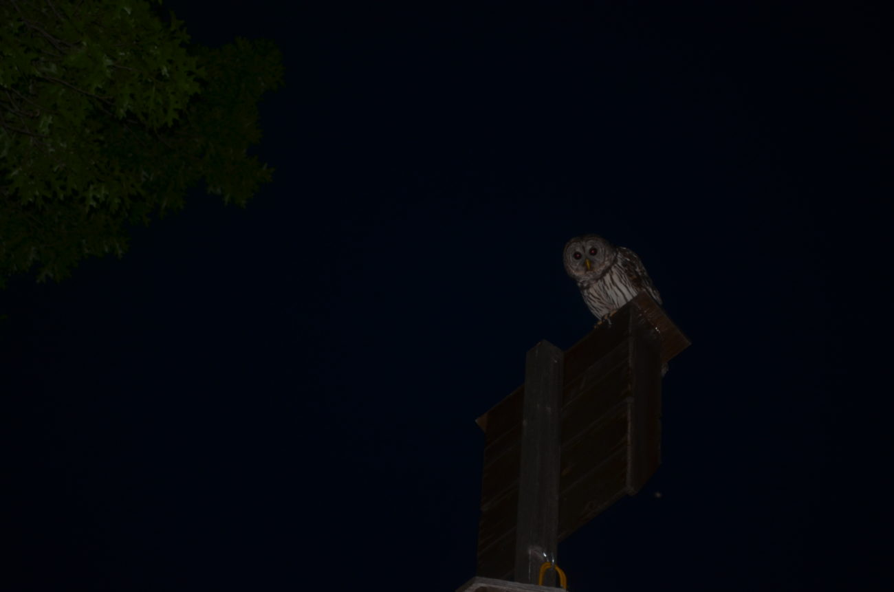 Barred Owl, bat box, Austin  bat, Mexican free-tailed bat