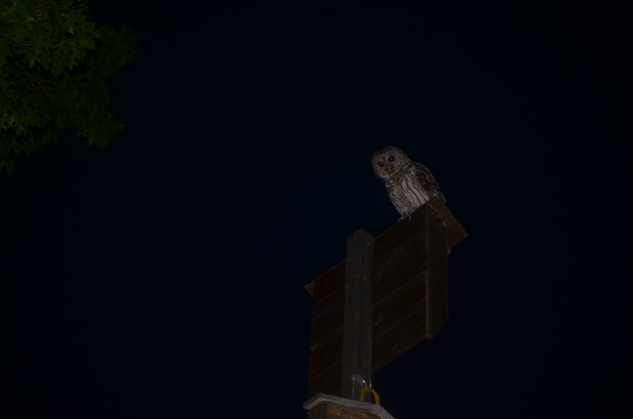 Barred Owl, bat box, Austin  bat, Mexican free-tailed bat