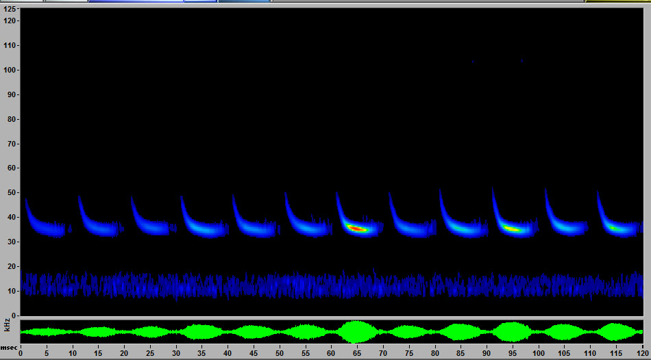 Nyhu evening bat at HeliKite field, bat call