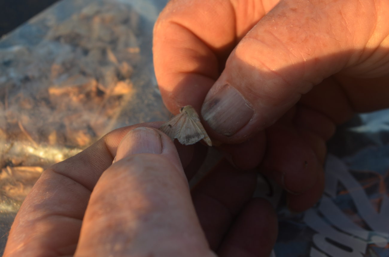 corn moth, corn earworm moth, insect migration