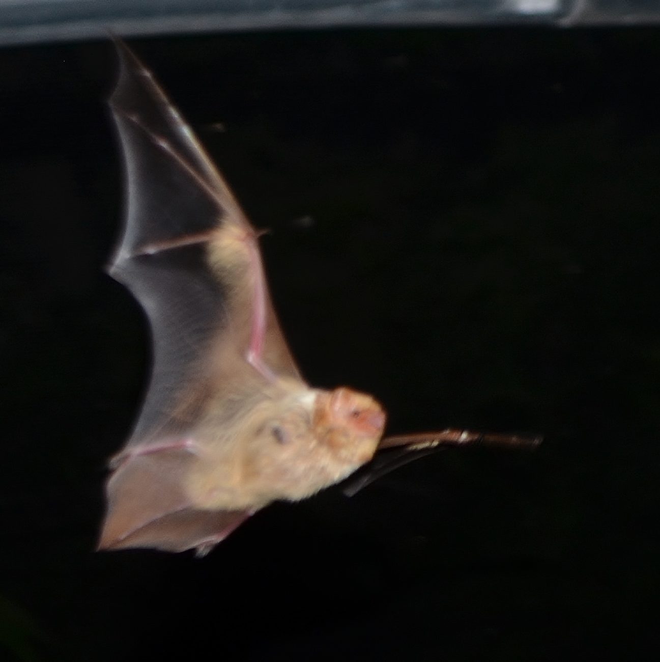 bat rescue rehabilitation