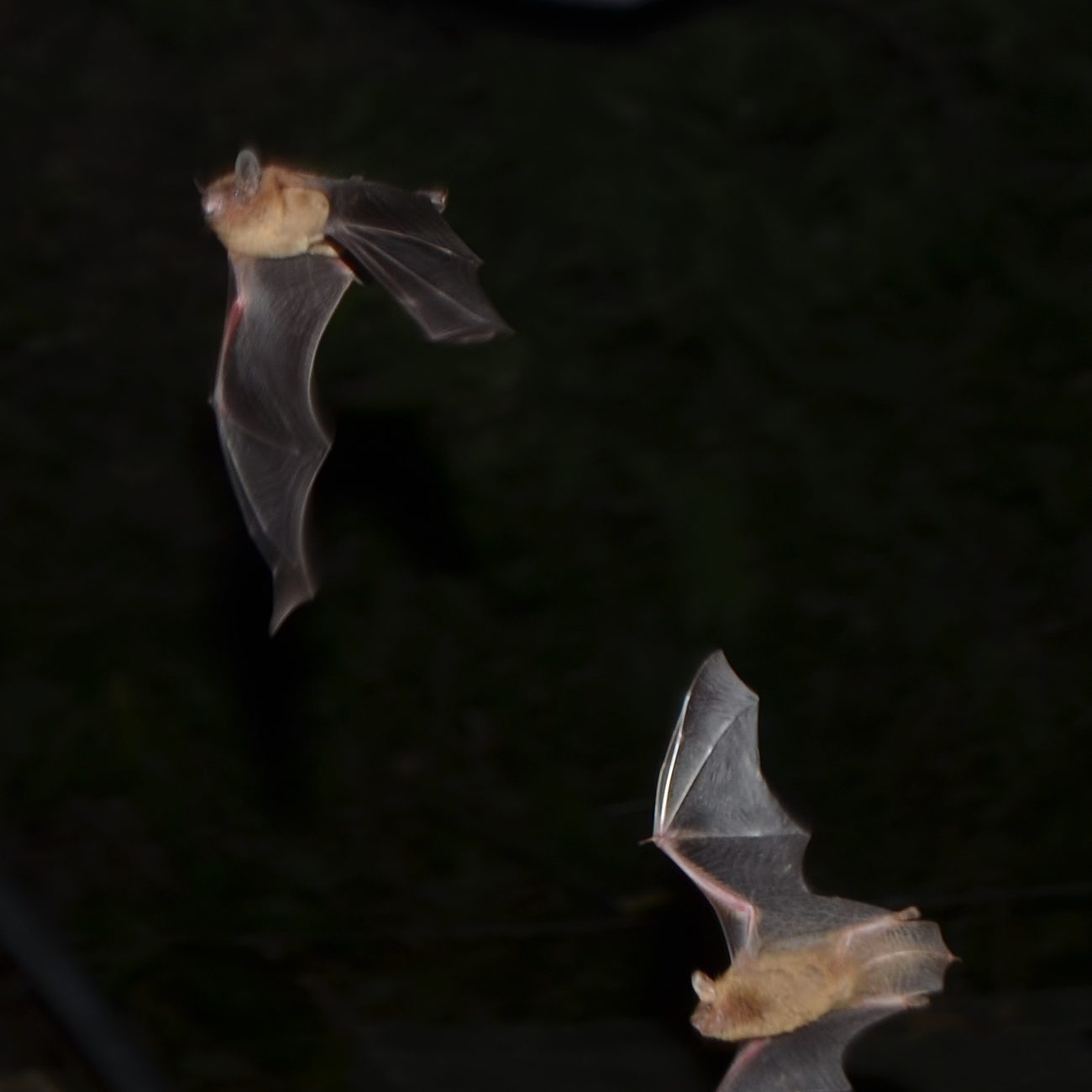 bat rehabilitation rescue austin