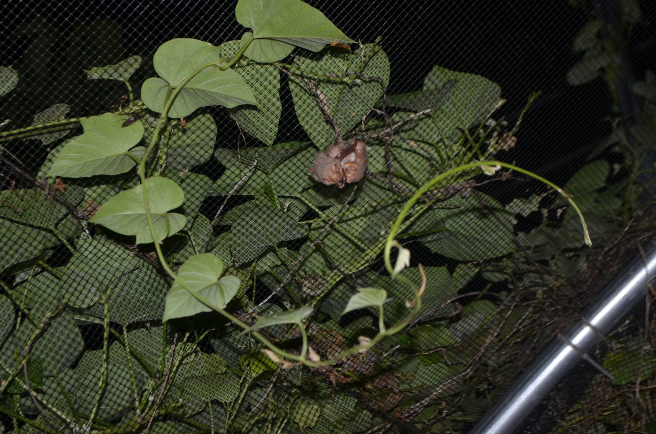 austin bat rehabilitation rescue