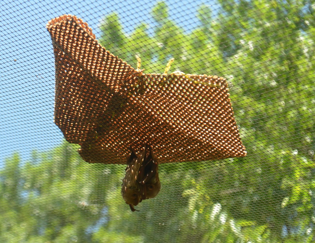 austin bat rehabilitation rescue