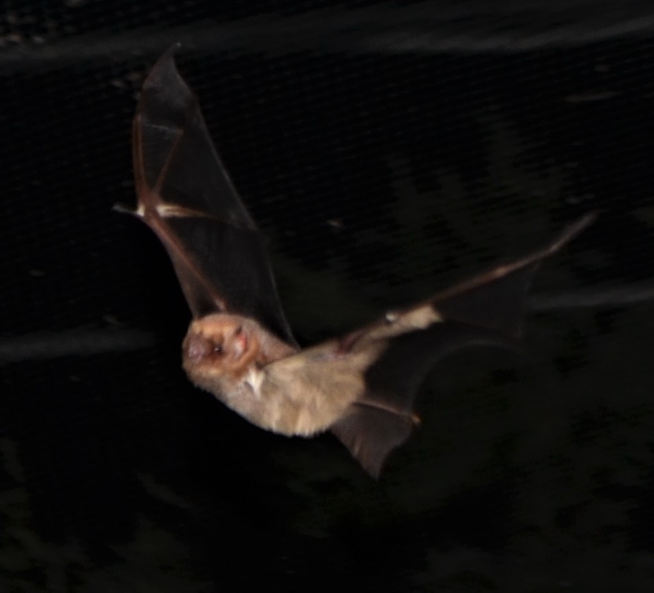 bat rescue