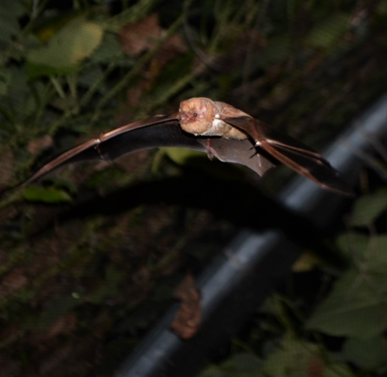 austin bat presentations education outreach talks