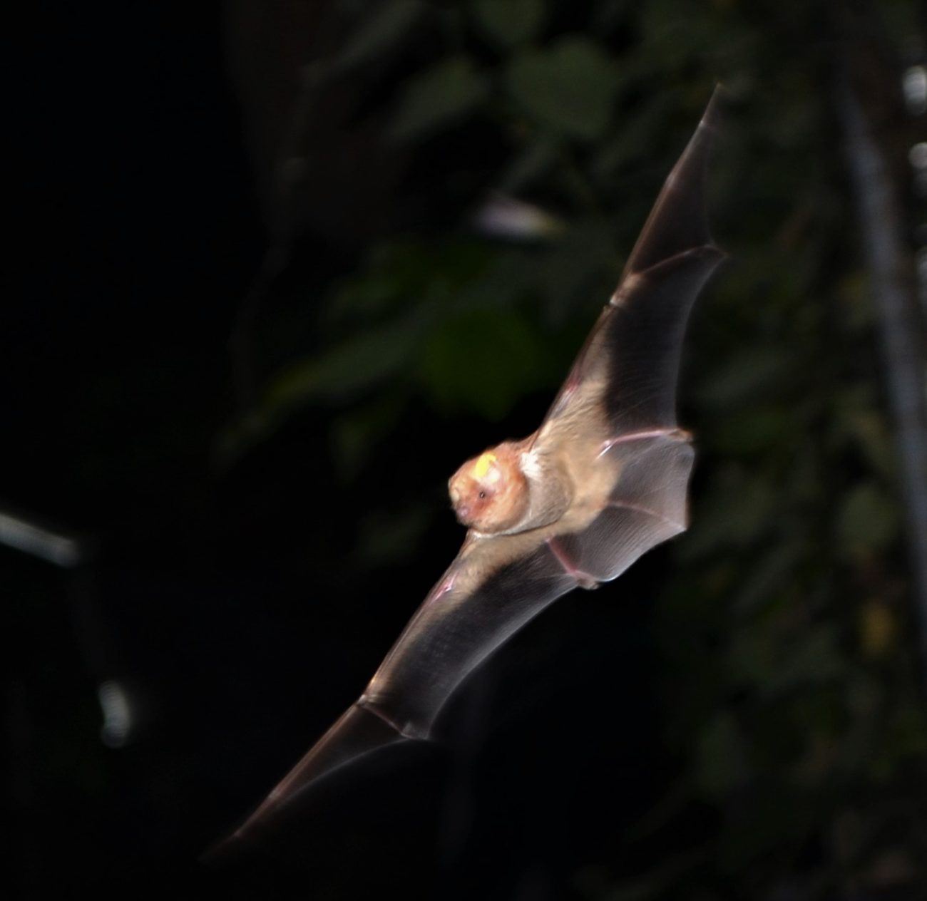 austin bat rescue education