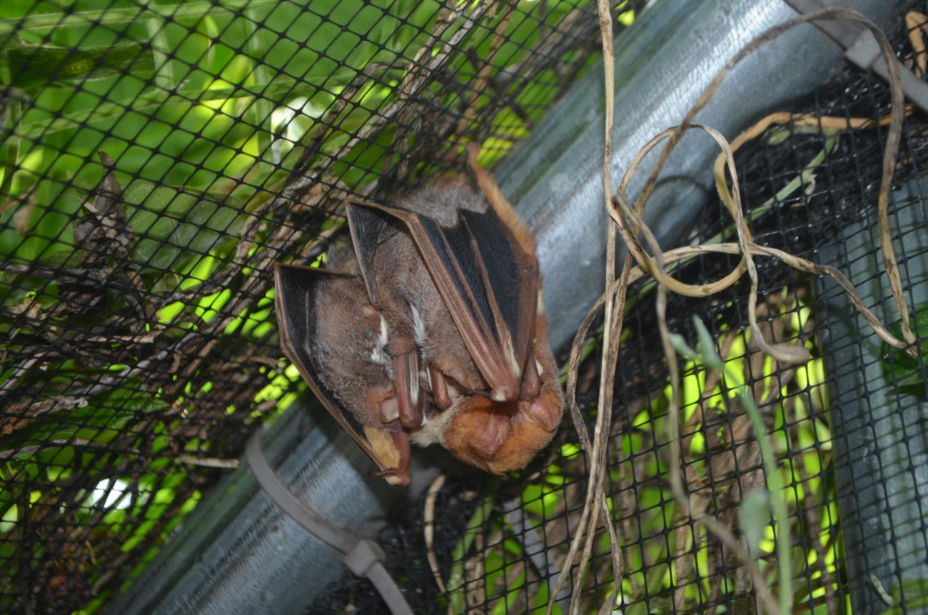 austin bat presentations education