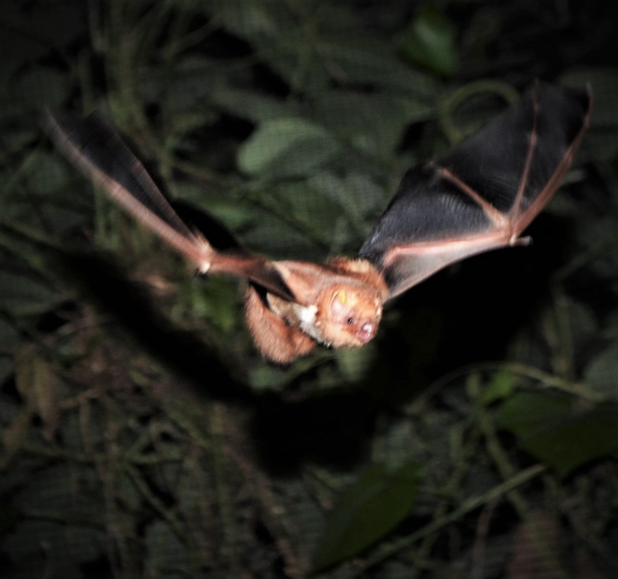 austin bat presentations education outreach rescue rehabilitation