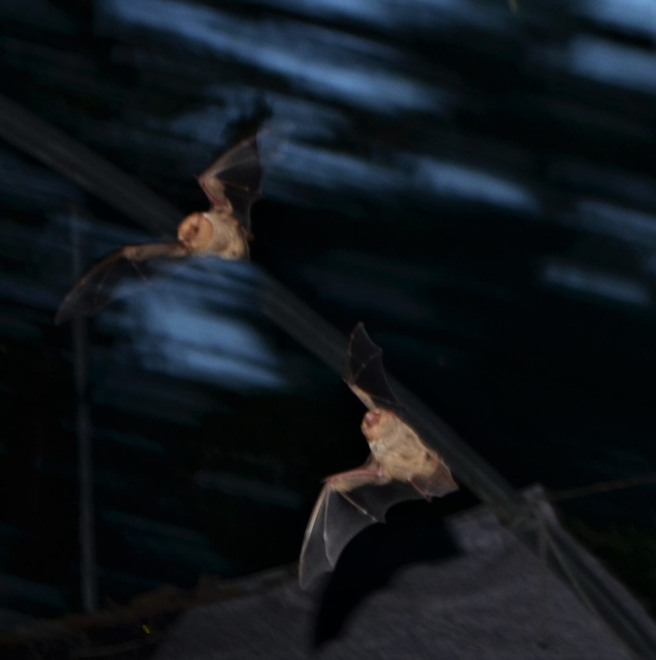 austin bat education presentations outreach talks