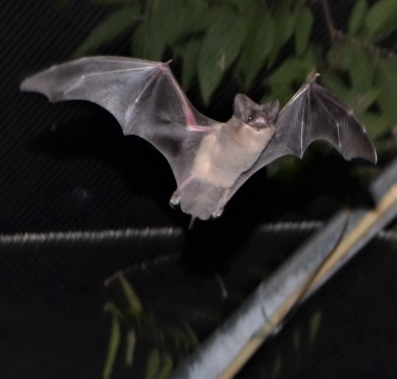 Austin bat education programs talks education 