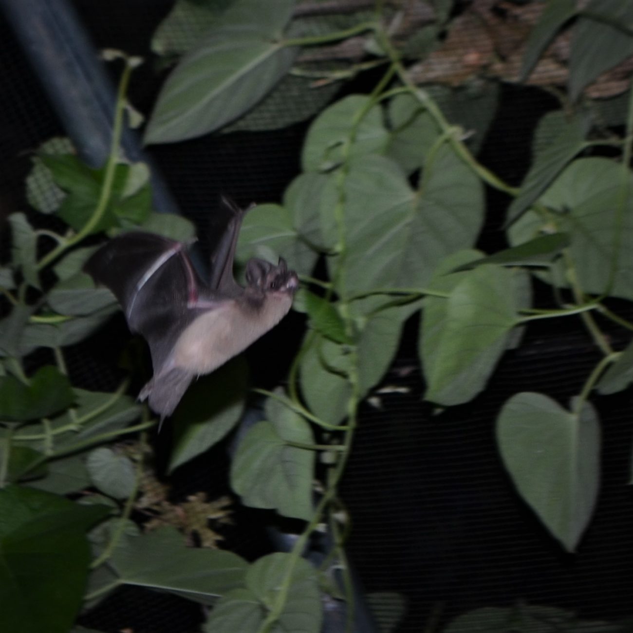 austin bat education outreach programs talks presentations congress avenue bridge