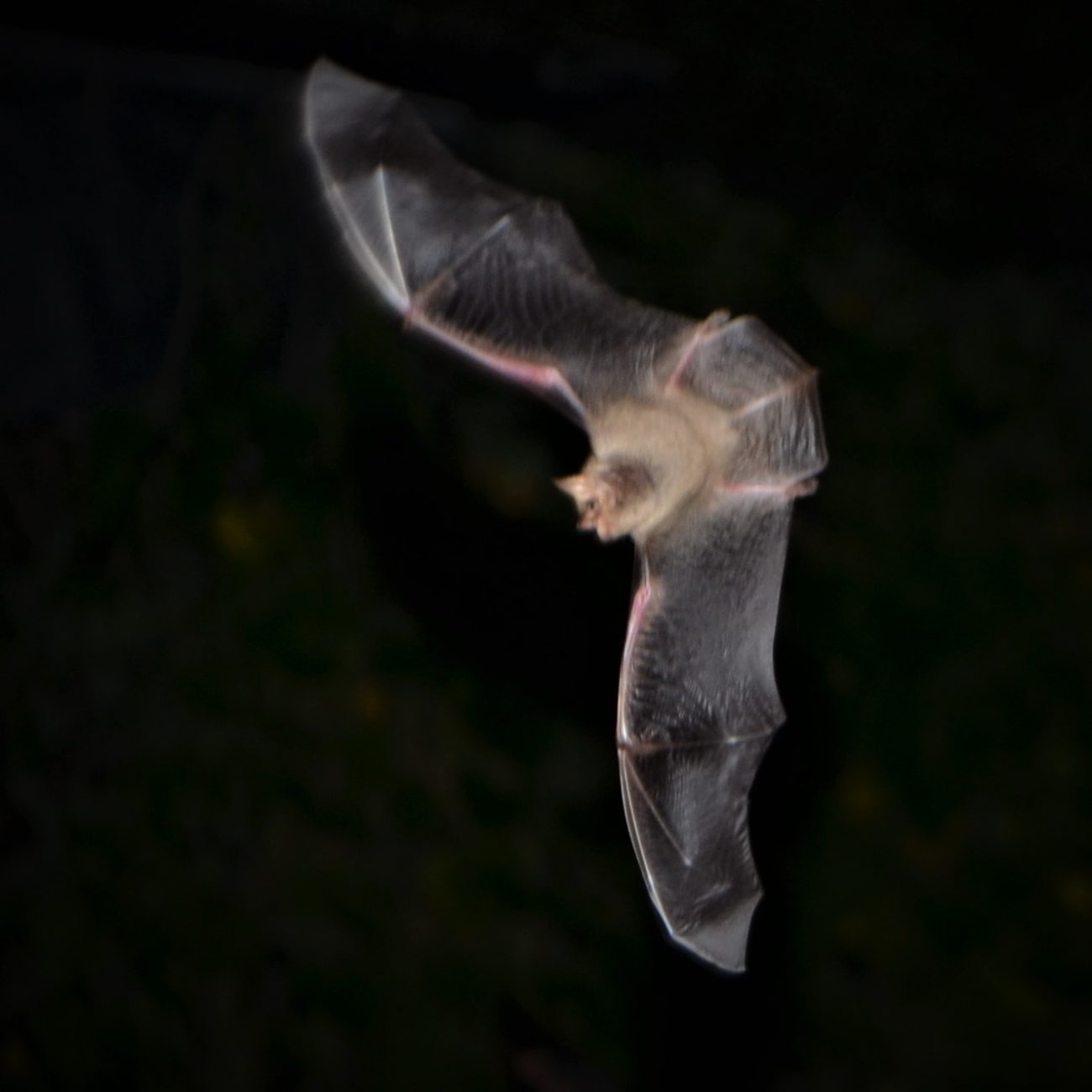 austin bat presentations outreach programs talks education congress avenue bridge