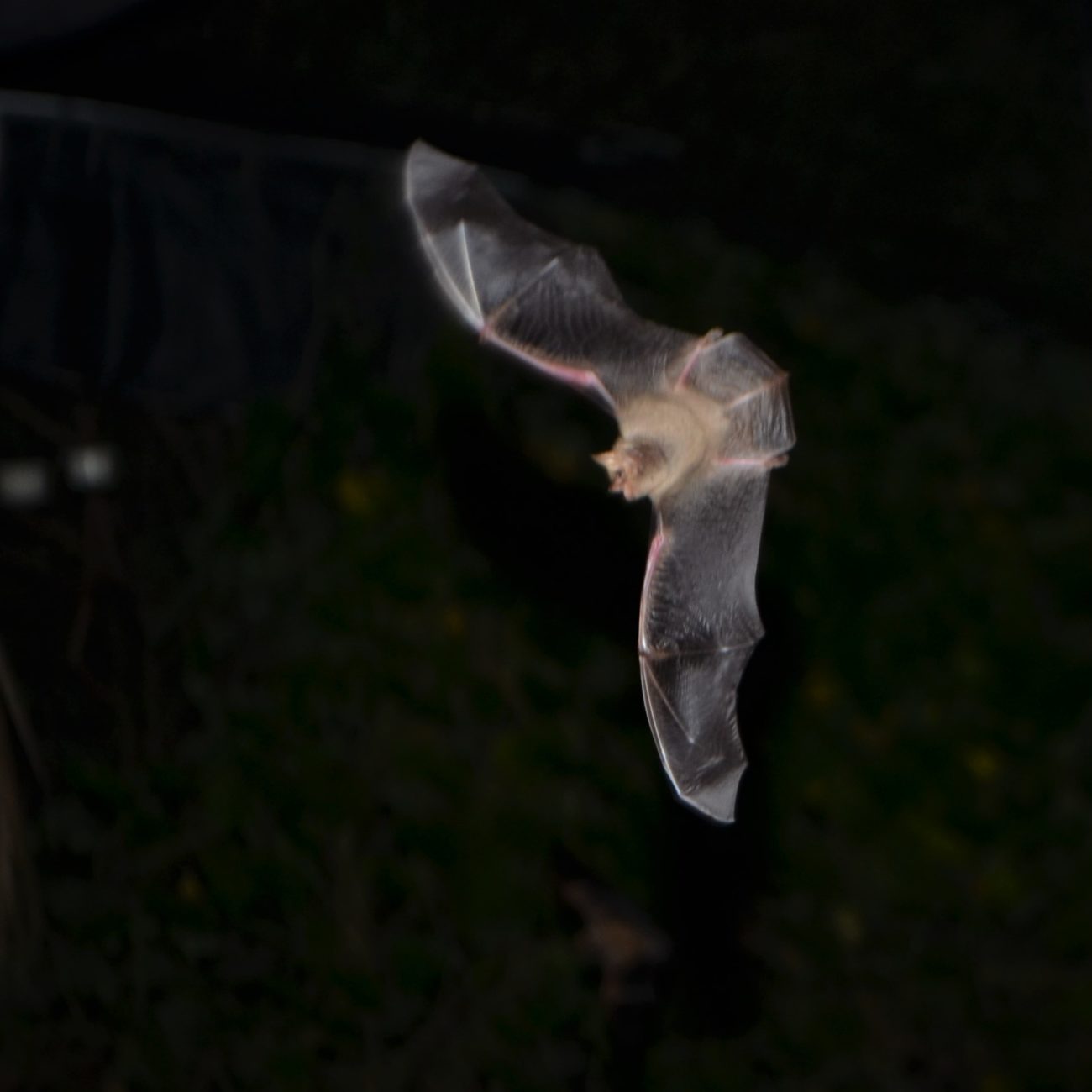 austin bat presetations education programs talks presentations congress avenue bridge