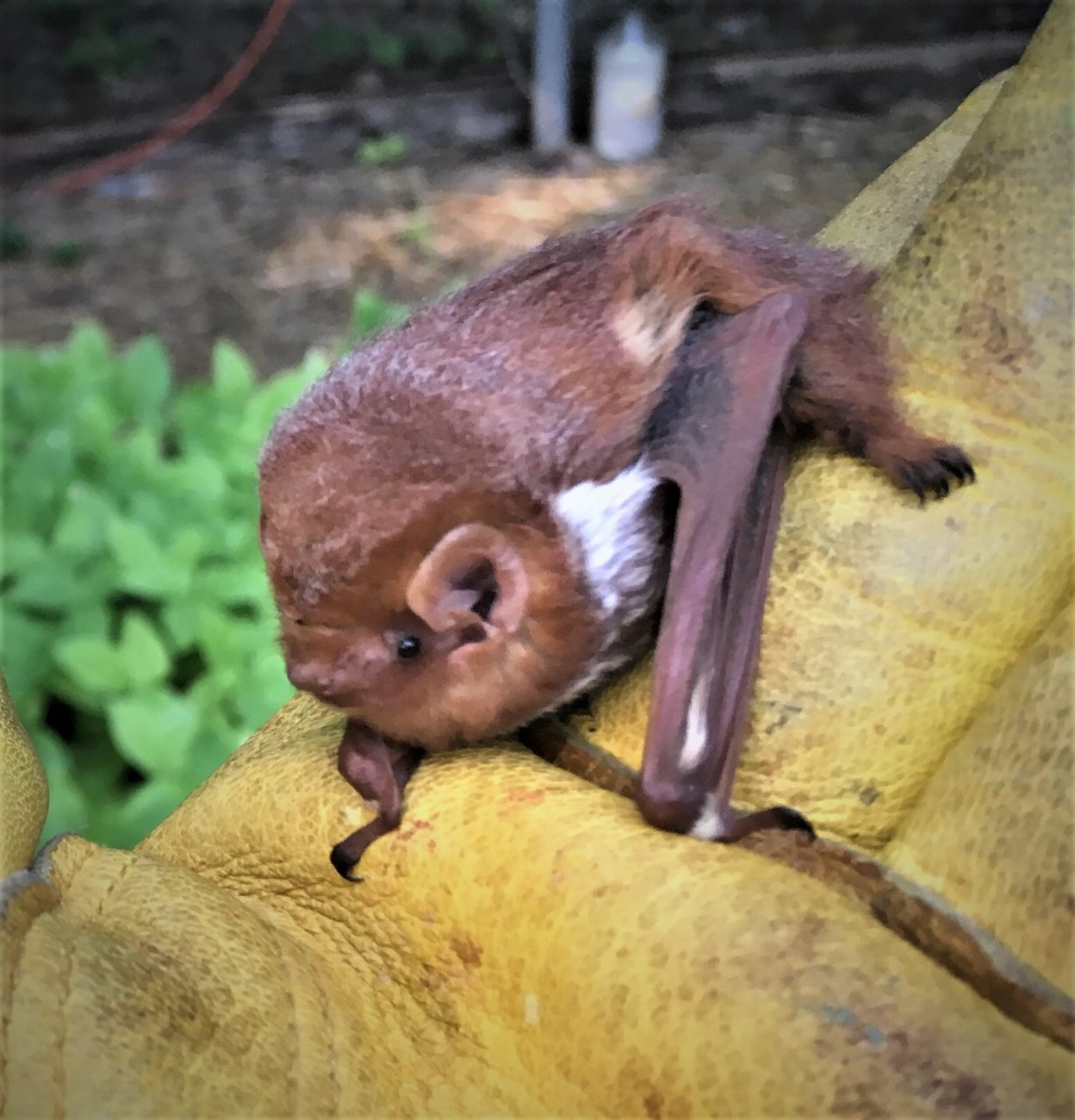 evening bat Austin Bat Refuge