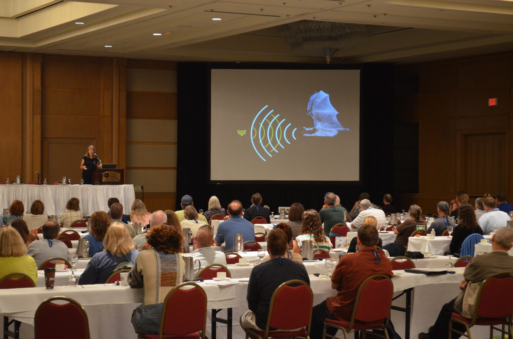 Austin bat presentations talks education outreach programs Congress Avenue Bridge