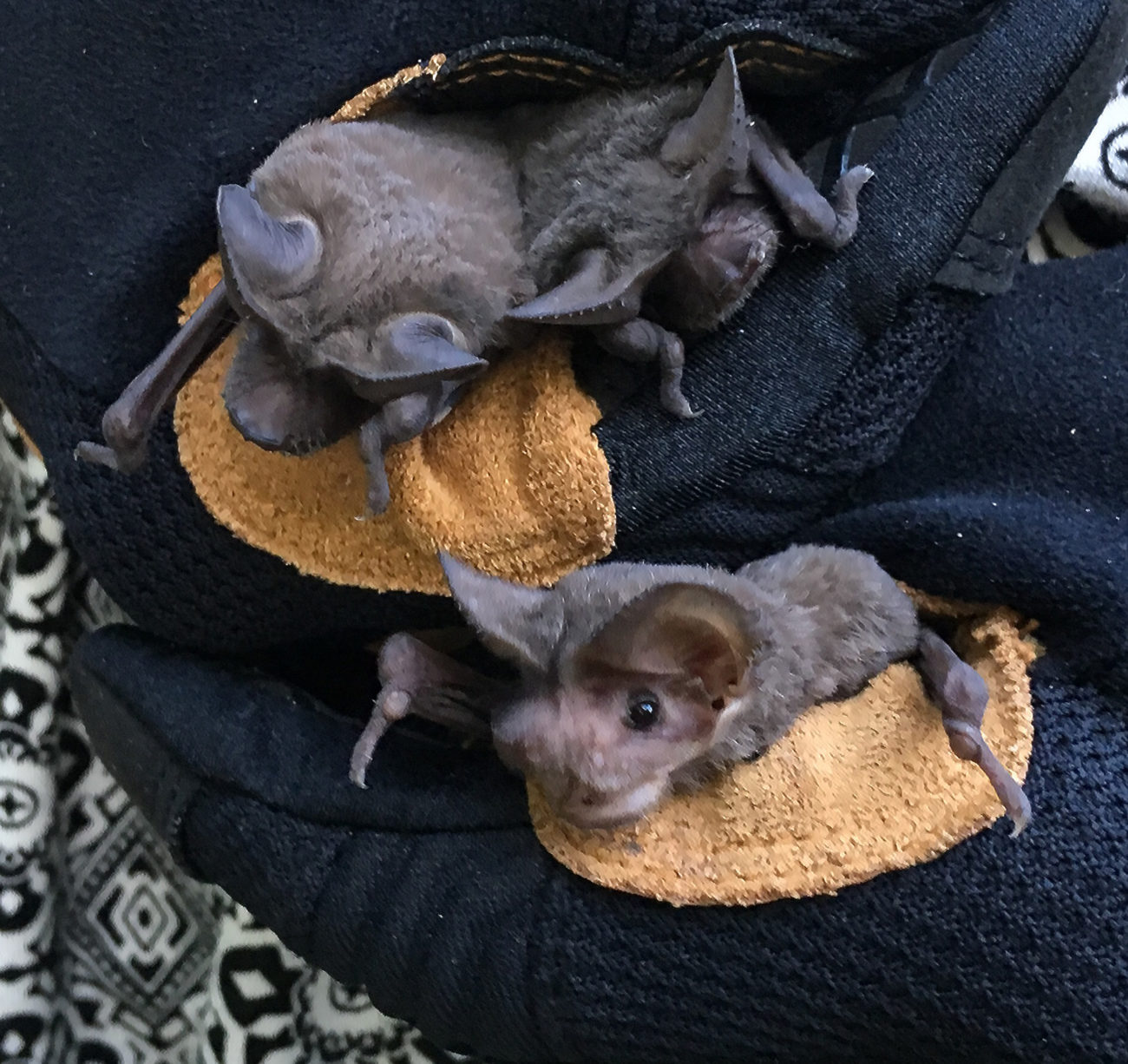 Bats prefer the Halloween Department Austin Bat Refuge