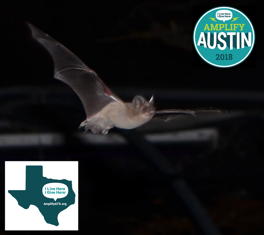 Mexican free-tailed bat AA