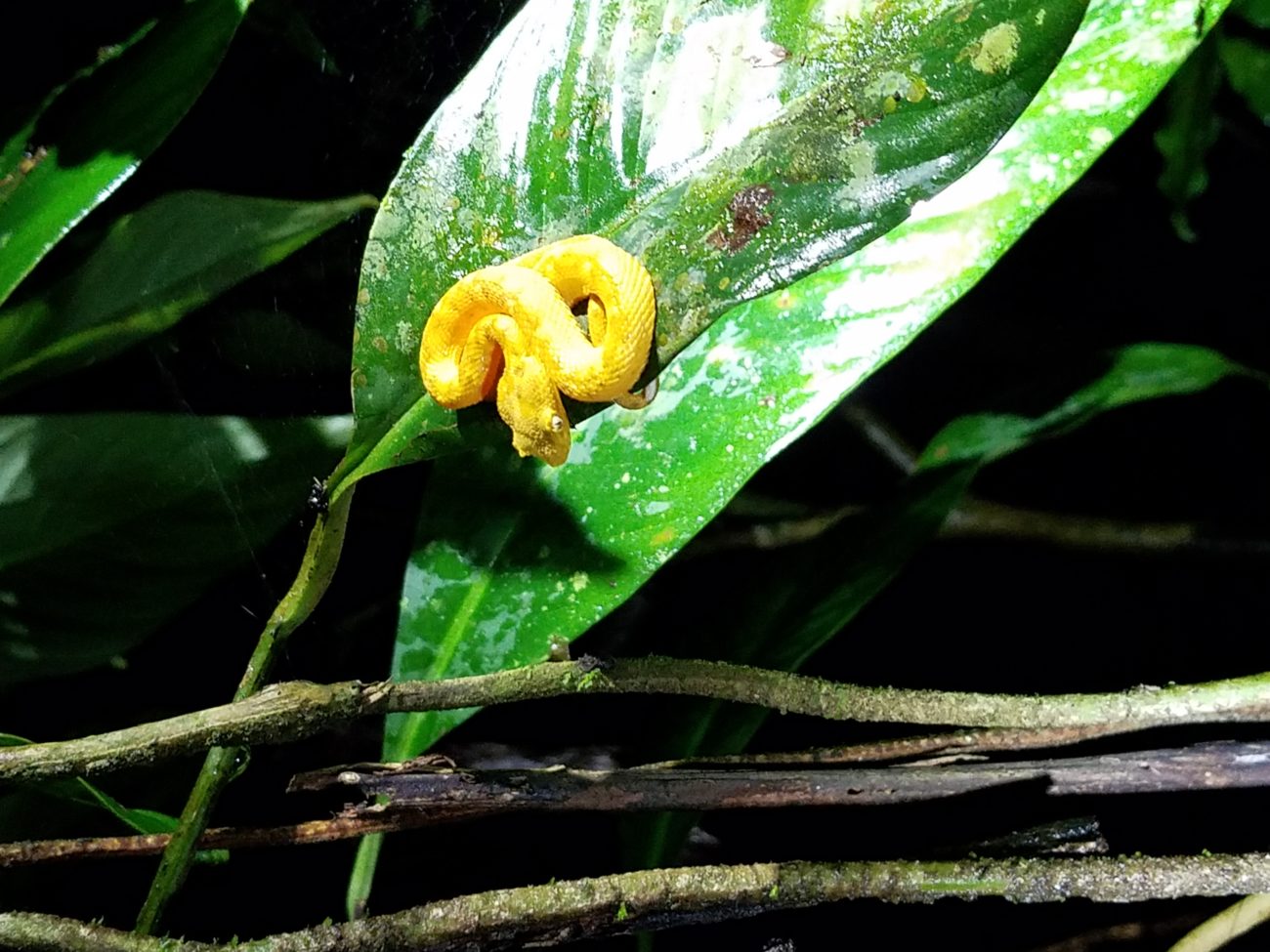 Eyelash Viper