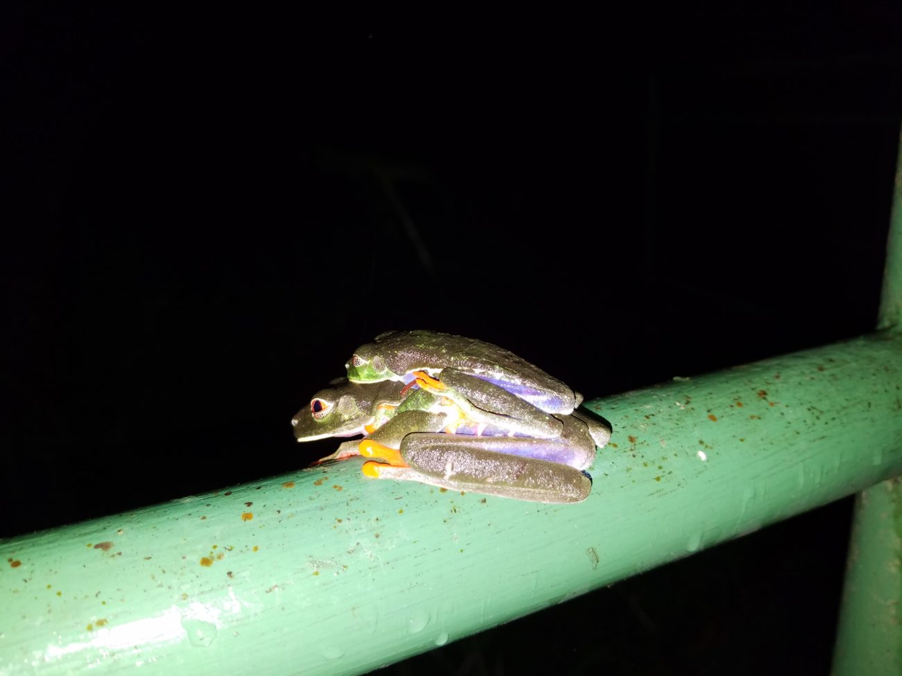 Red-eyed tree frogs