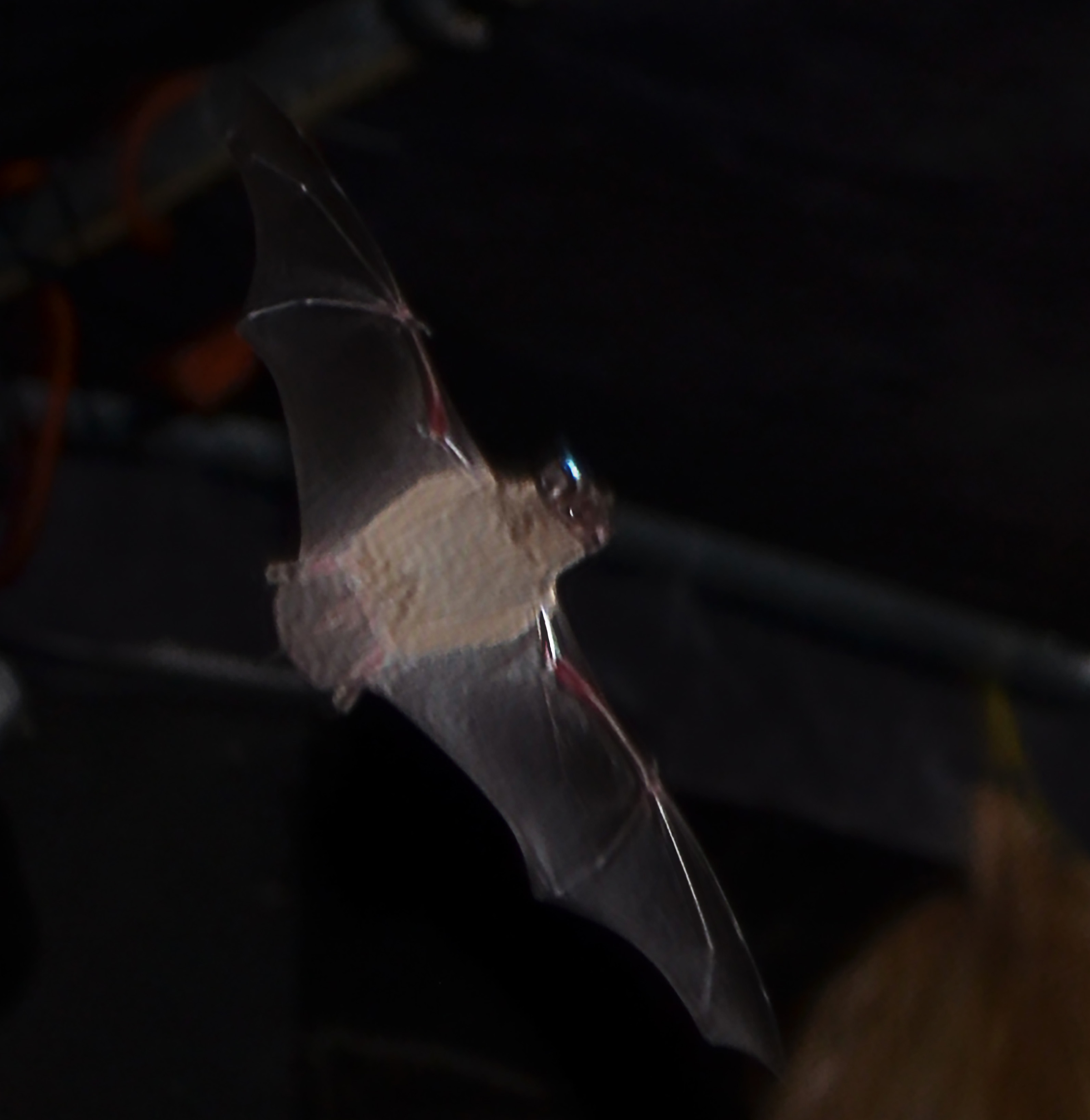 Mexican free-tailed bat