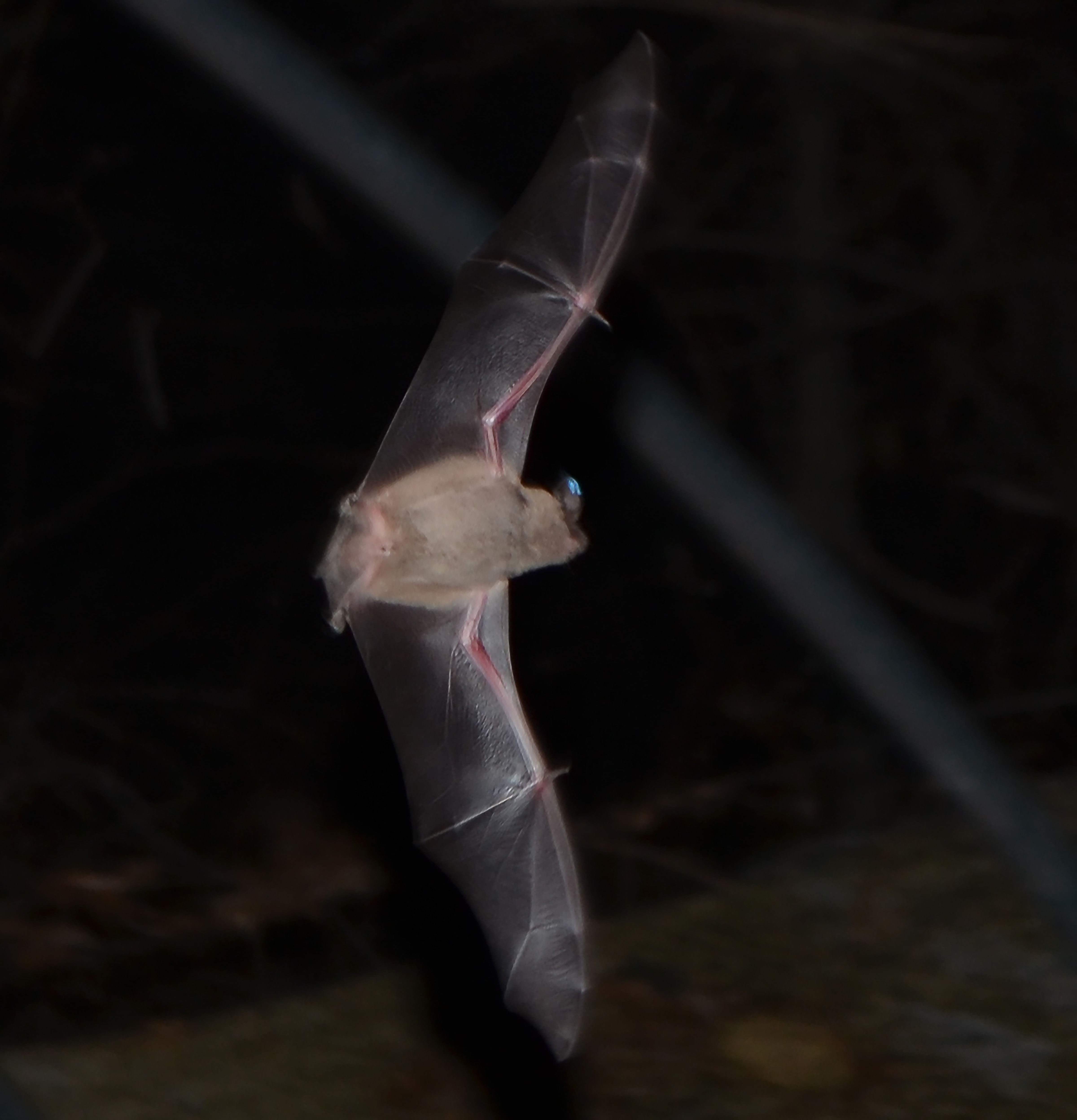 Mexican free-tailed bat flight check