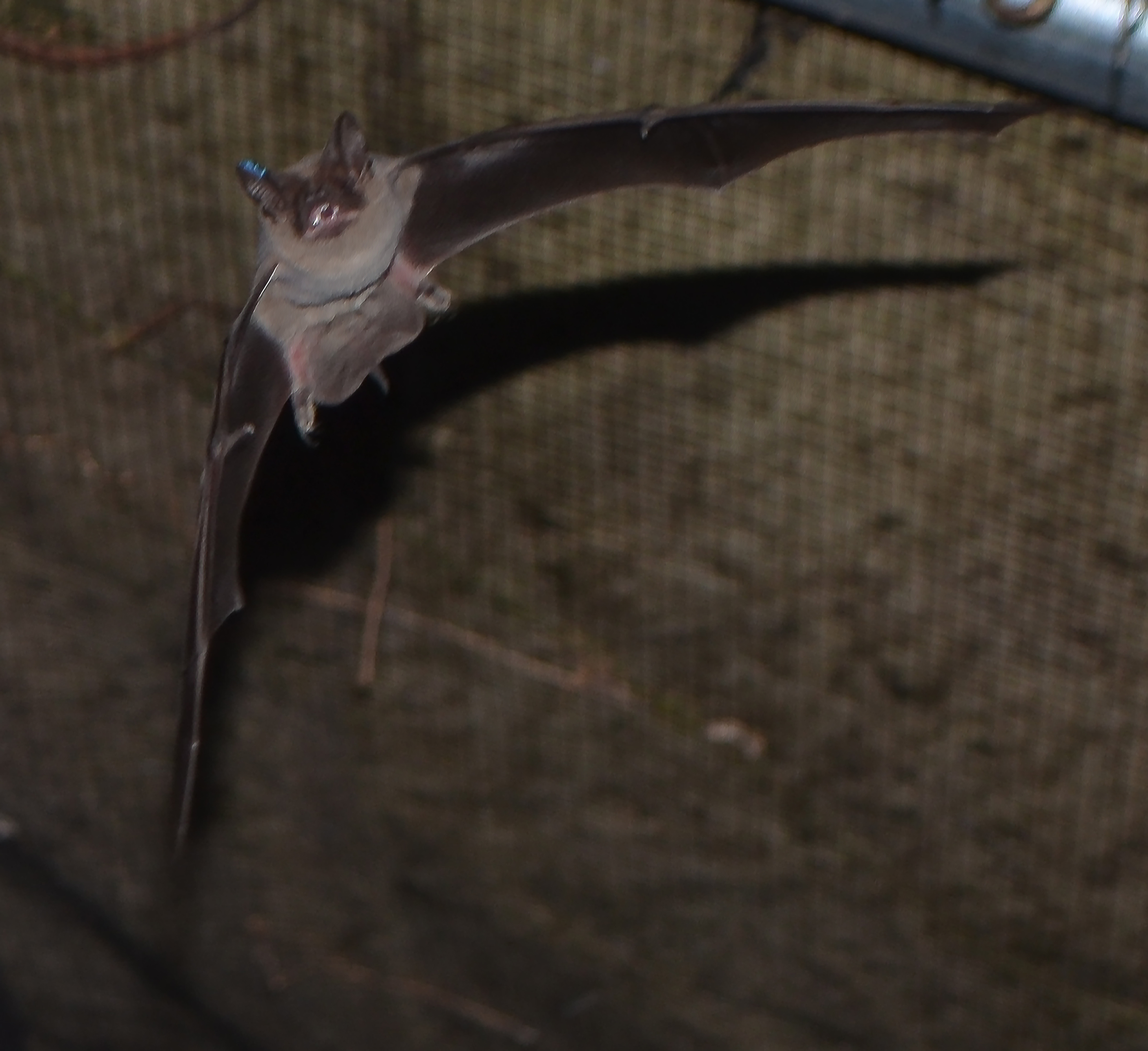 Mexican free-tailed bat