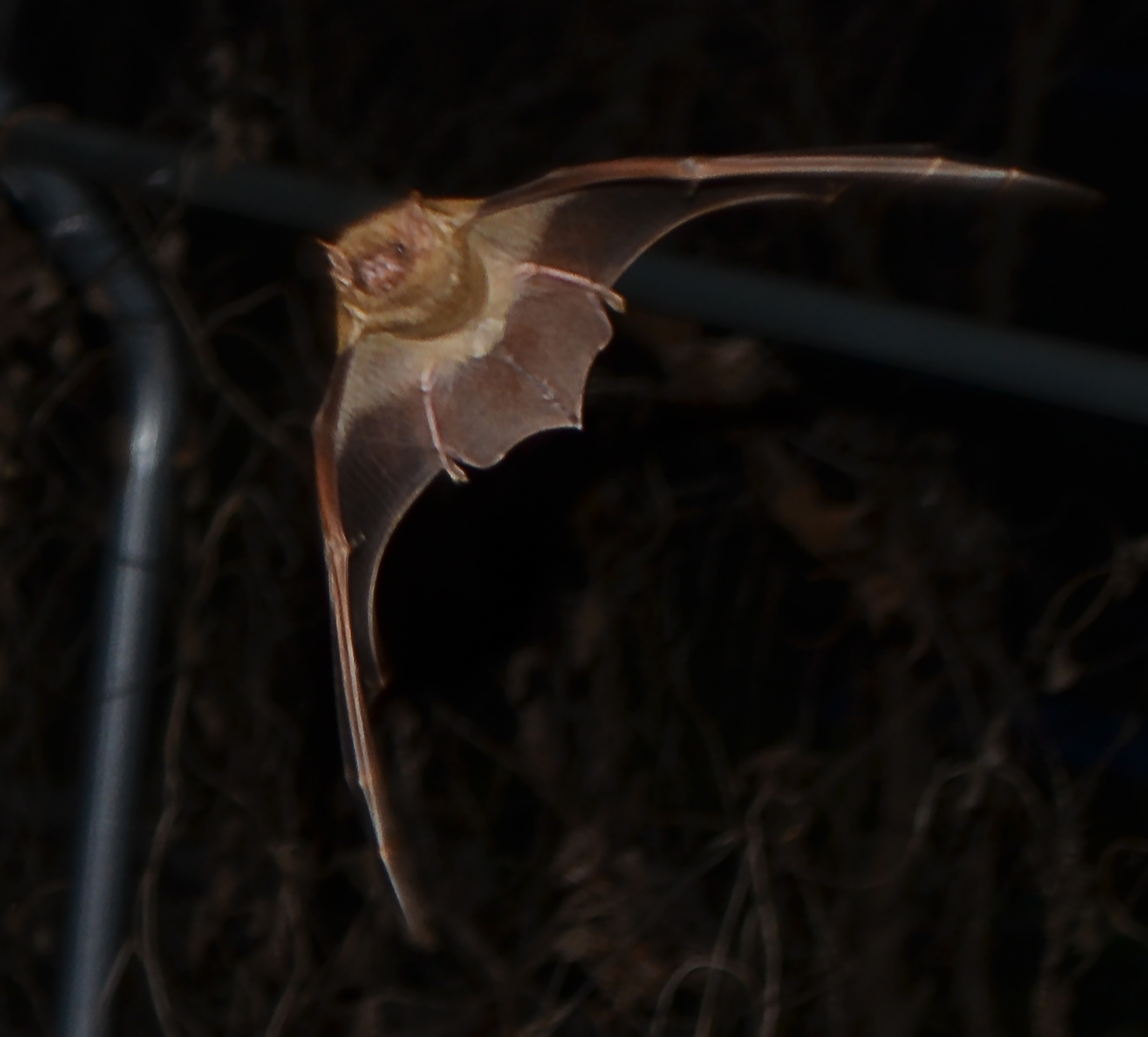 northern yellow bat Fawn