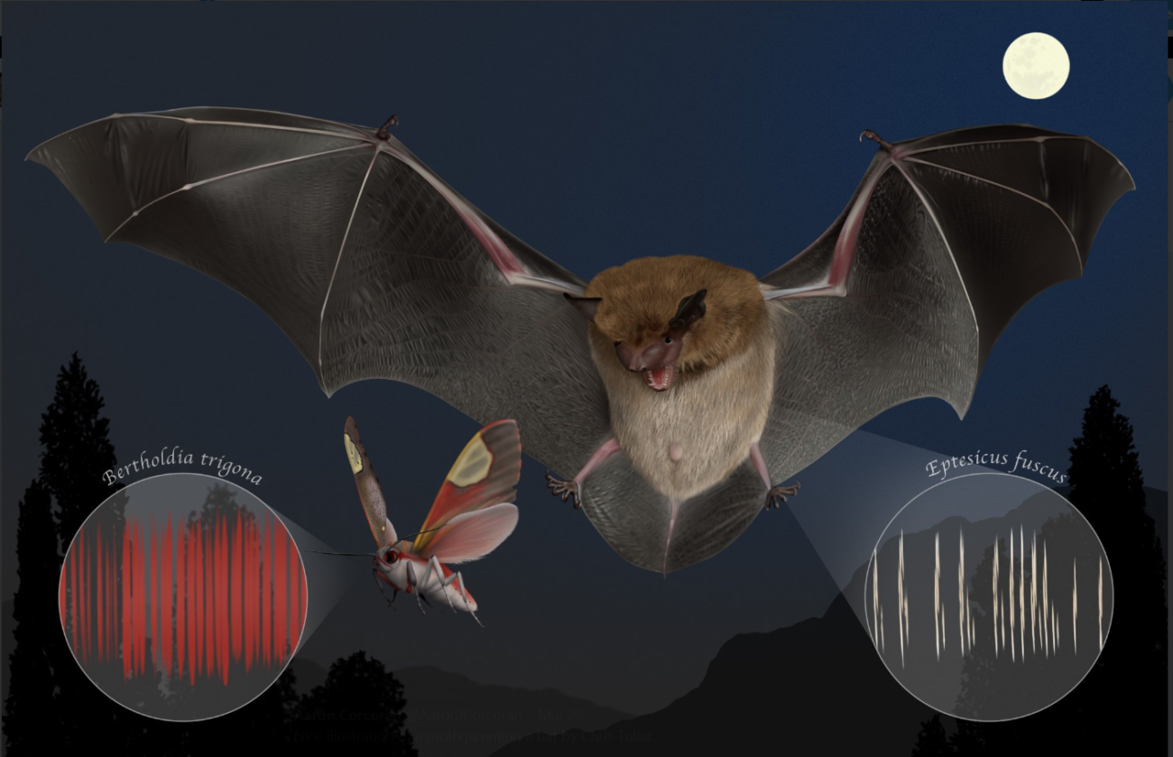 moth jamming bat