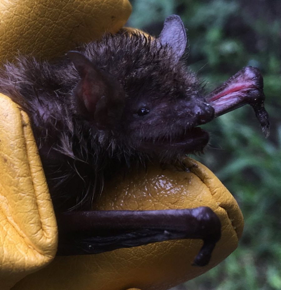 Austin Bat Refuge Events | Austin Bat Refuge