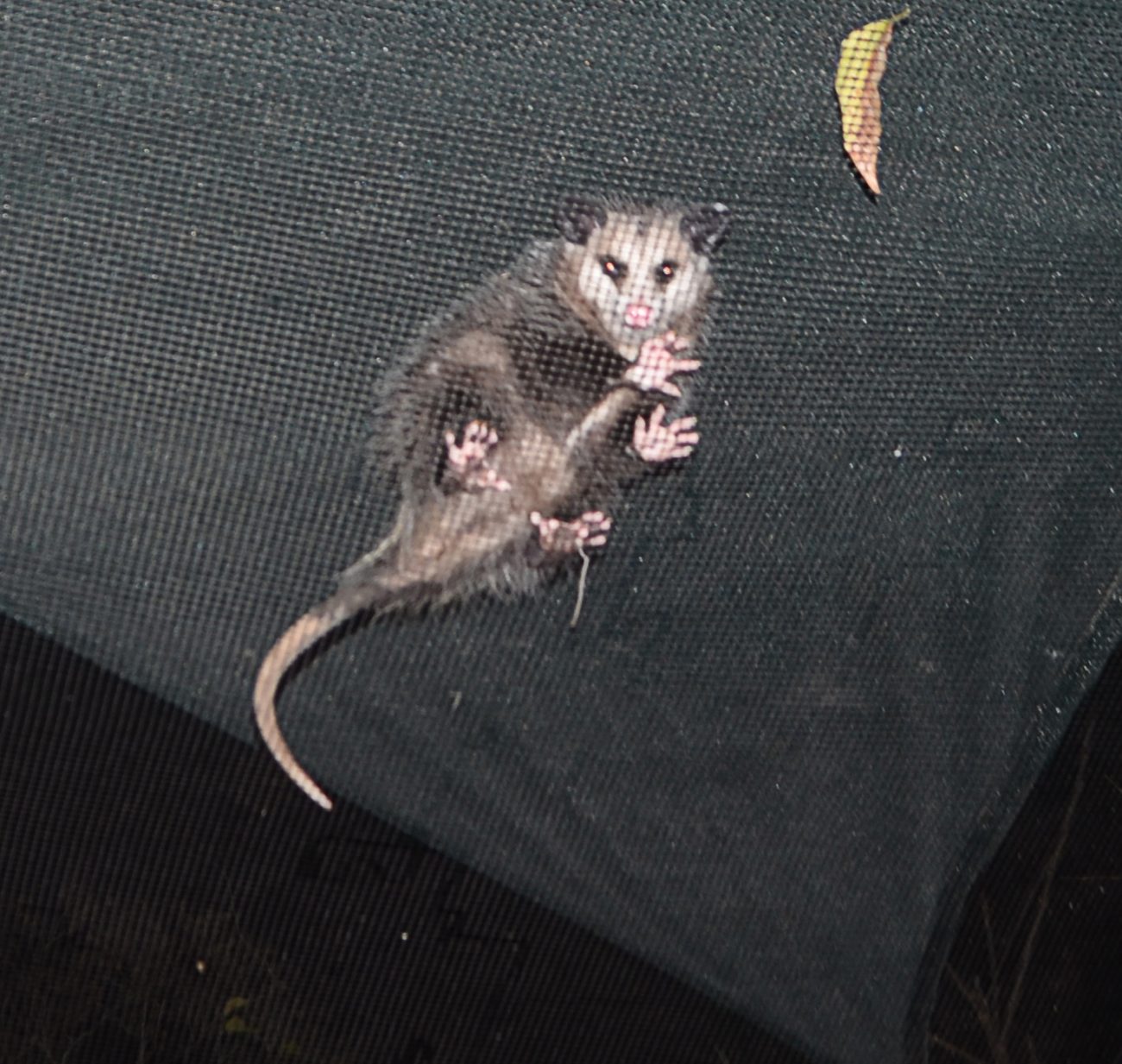 juvy opossum