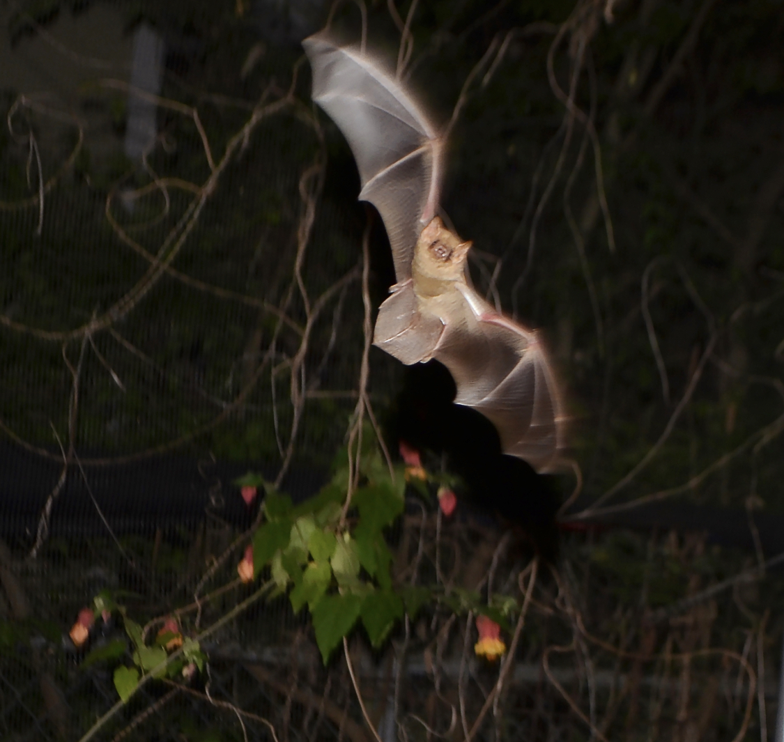 Standing up for Lowcountry Bats – Garden & Gun