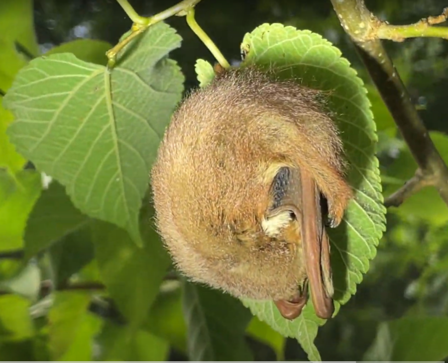 Eastern red bat sleeping while hanging by one foot from the stem of a ...